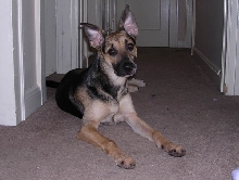 Cookie 8 months
