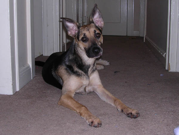 Cookie 8 months