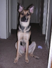 Cookie 8 months 2