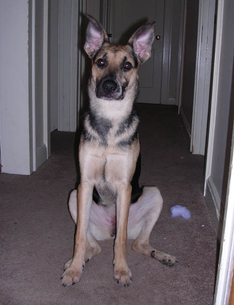 Cookie 8 months 2