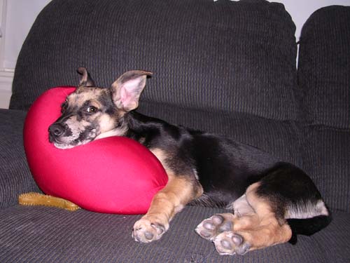 Cookie and her Pillow