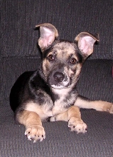 Cookie 4 months