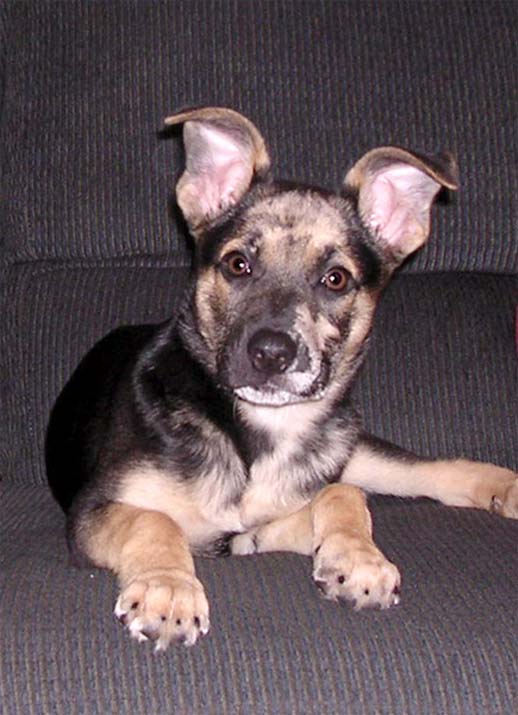 Cookie 4 months