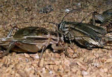 Crickets