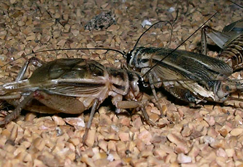 Crickets
