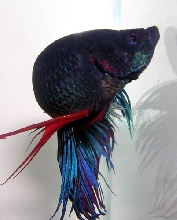 Elvis 2