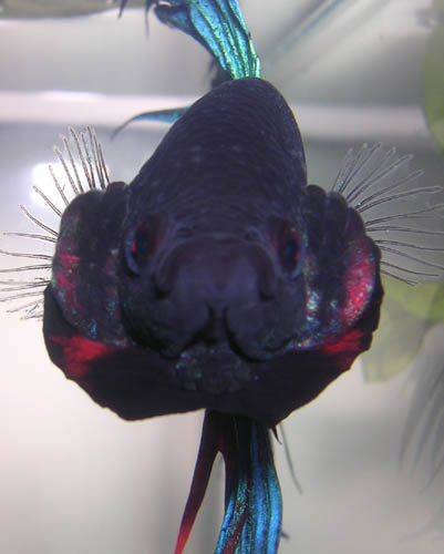 Elvis 3
