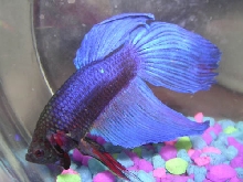 Frankenstein the Betta