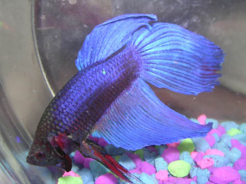 Frankenstein the Betta