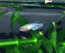 Betta Fry 6 weeks