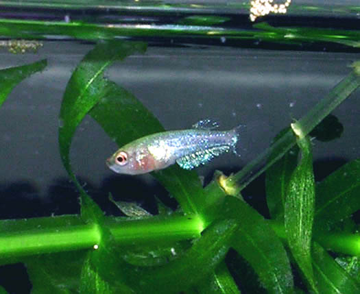 Betta Fry 6 weeks