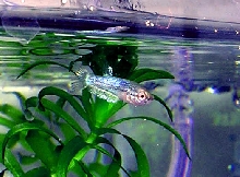 Betta Fry 6 weeks 2