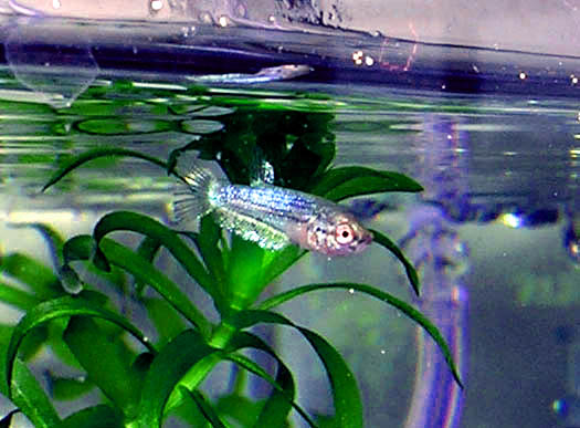 Betta Fry 6 weeks 2