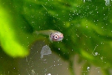 Betta Fry 9 days 2