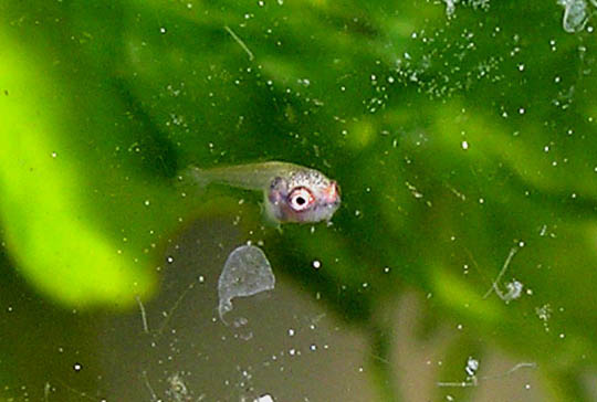 Betta Fry 9 days 2