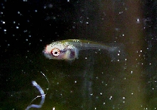 Betta Fry 9 days