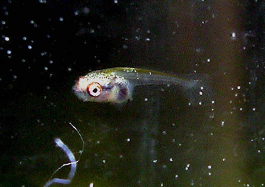 Betta Fry 9 days