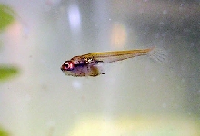 Betta Fry 9 days 3