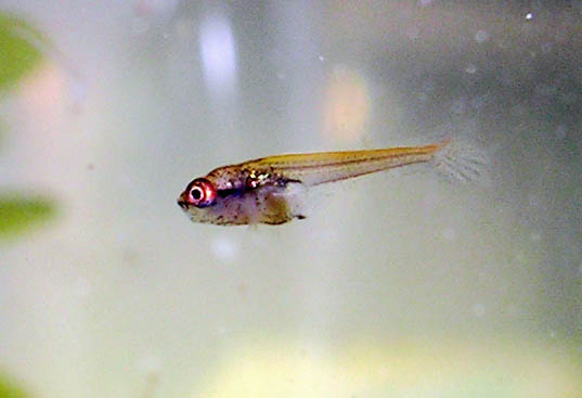 Betta Fry 9 days 3