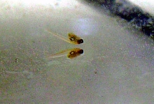 Week old Betta fry