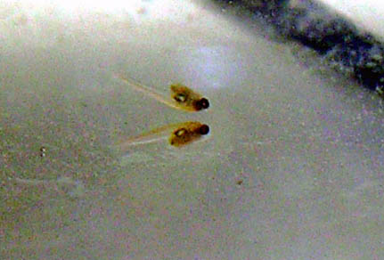 Week old Betta fry