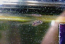 Week old betta fry 2