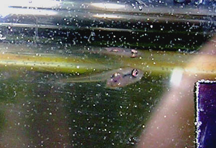 Week old betta fry 2