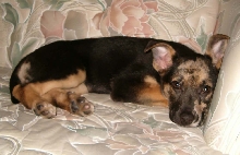 Cookie 2 weeks later (3 months old)