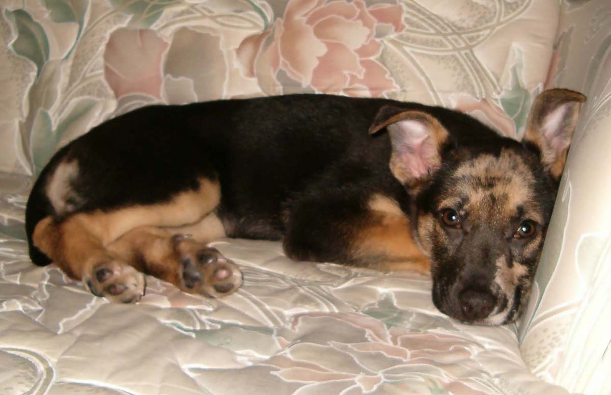 Cookie 2 weeks later (3 months old)