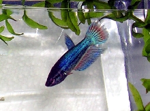Largest Male Betta Fry 10 weeks