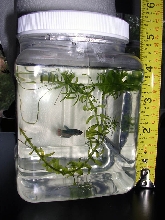 Largest Male Betta Fry to scale 10 weeks