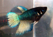 MG CT Female 2