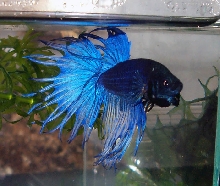 MG CT Male 2