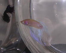 Opaque Veiltail