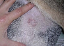 Ringworm or Lyme disease