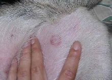 Ringworm or Lyme disease second mark