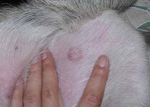 Ringworm or Lyme disease second mark