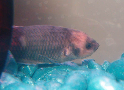 Possible Velvet