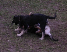 Cookie n'Jax 2
