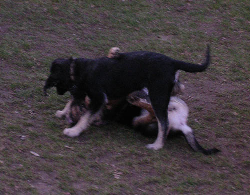 Cookie n'Jax 2