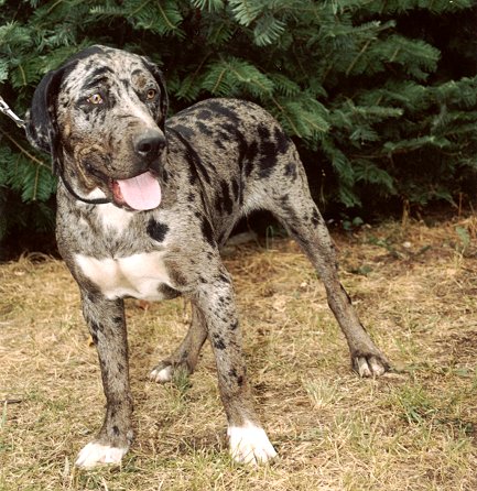 Catahoula