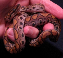 Female BRB 117F