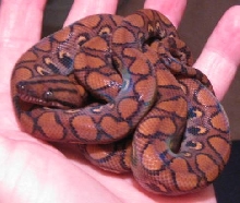 2008 Male BRB 121M