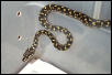 3/4 Diamond Python