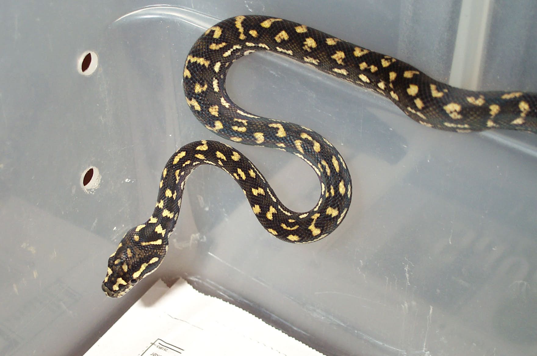 3/4 Diamond Python
