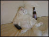 This is a MALE cat!