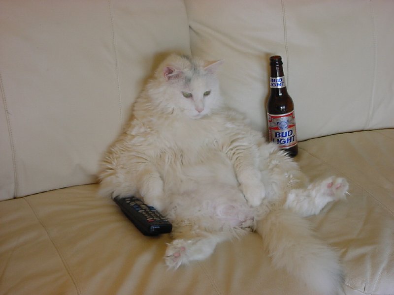 This is a MALE cat!