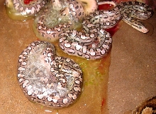 Argentinian Rainbow Boa Litter