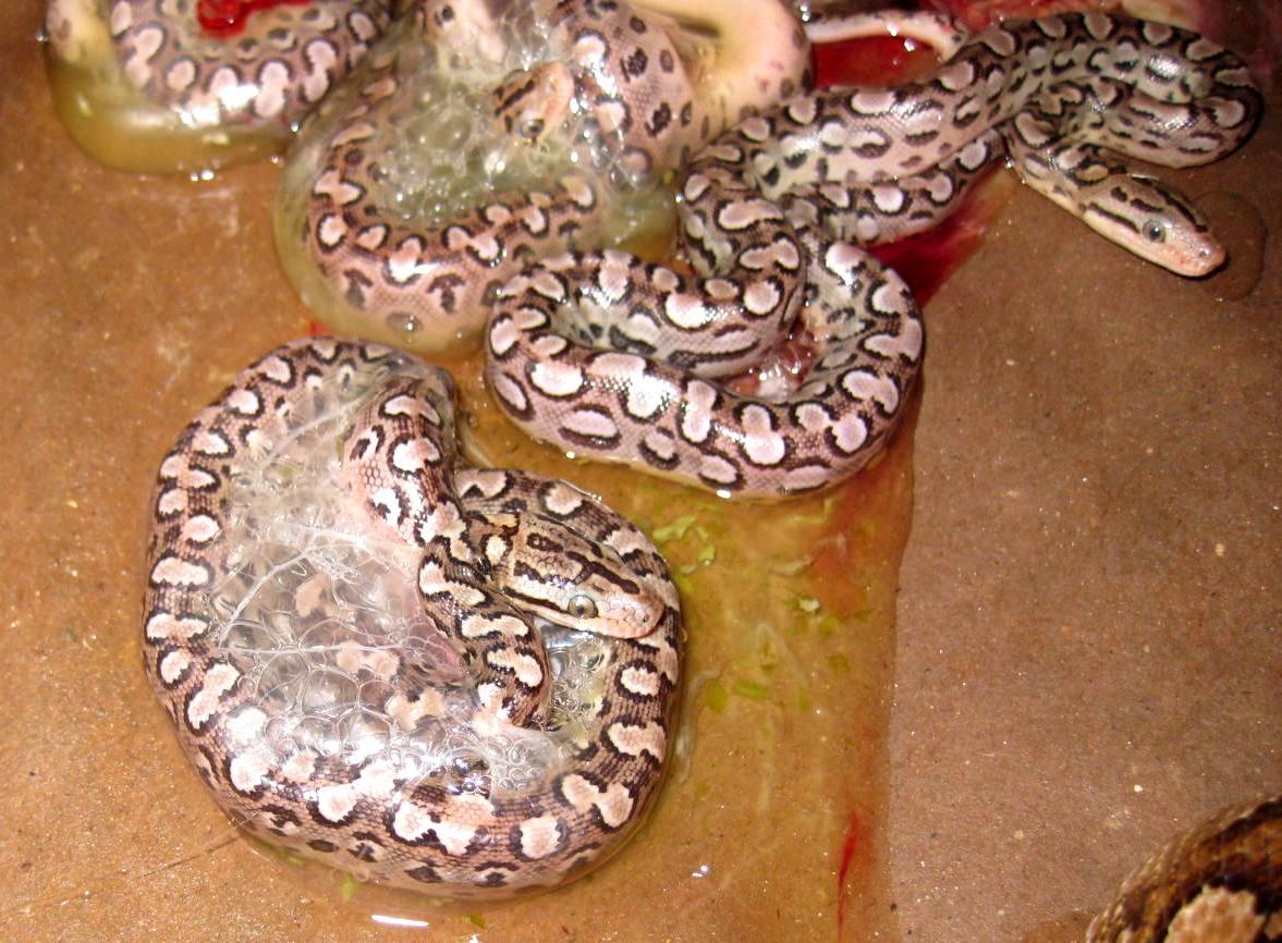 Argentinian Rainbow Boa Litter