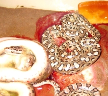 alvarezi litter
